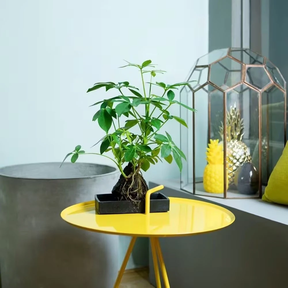 Schefflera Arboricola 'Nora' 4 Schefflera Arboricola 'Nora' - Image 2