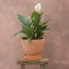 Spathiphyllum Bingo Cupido ('Spapril') (PBR) 1 Spathiphyllum Bingo Cupido ('Spapril') (PBR) -Feathered Garden pl2000034375