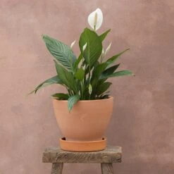 Feathered Garden 52 Spathiphyllum Bingo Cupido ('Spapril') (PBR)