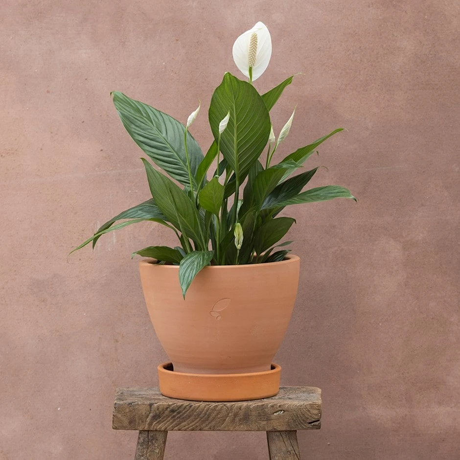 Spathiphyllum Bingo Cupido ('Spapril') (PBR) 3 Spathiphyllum Bingo Cupido ('Spapril') (PBR)