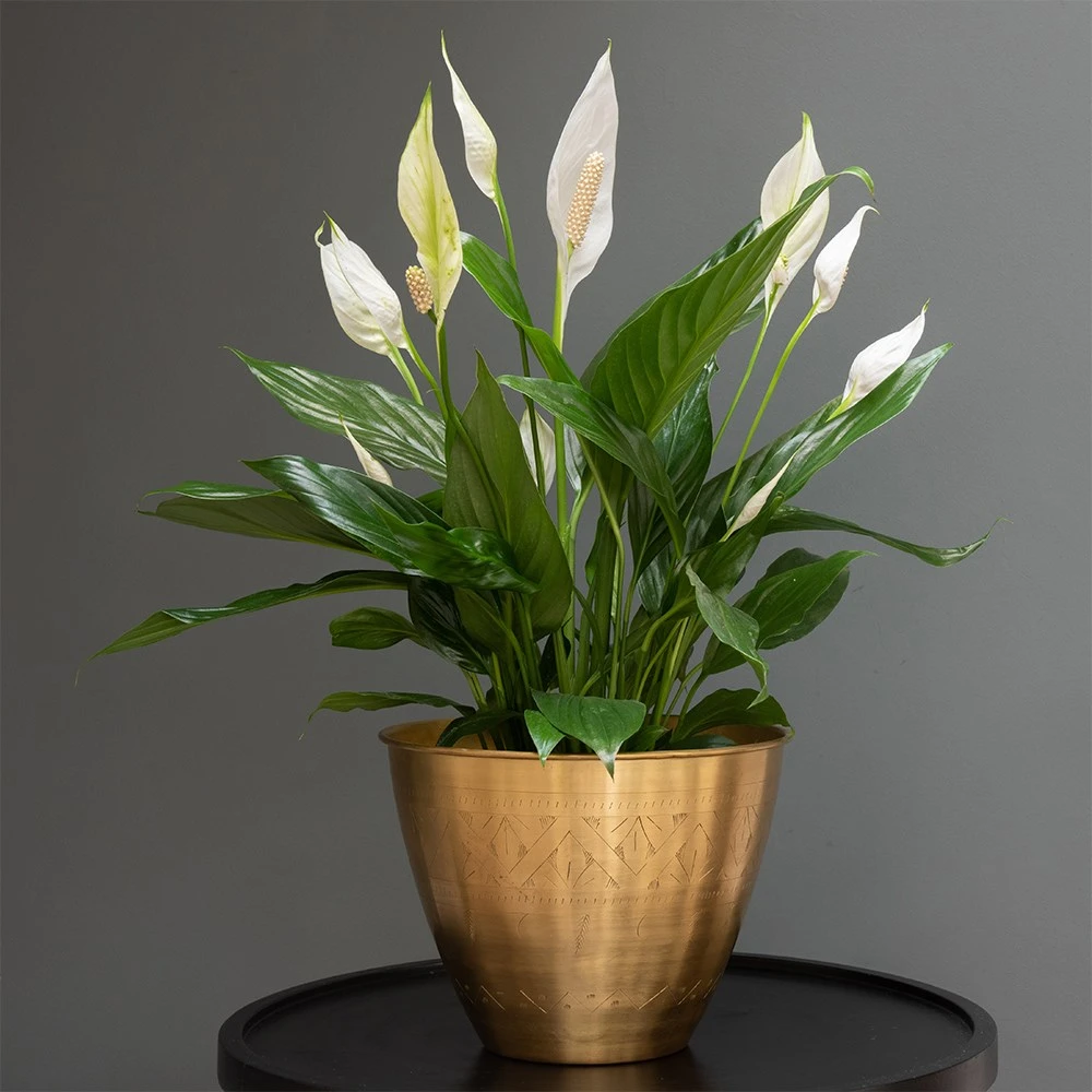 Spathiphyllum Bingo Cupido ('Spapril') (PBR) 4 Spathiphyllum Bingo Cupido ('Spapril') (PBR) - Image 2