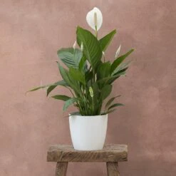 Spathiphyllum Bingo Cupido ('Spapril') (PBR) 7 Spathiphyllum Bingo Cupido ('Spapril') (PBR) -Feathered Garden pl2000034375 card3 lg