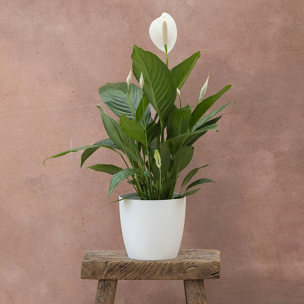 Spathiphyllum Bingo Cupido ('Spapril') (PBR) 5 Spathiphyllum Bingo Cupido ('Spapril') (PBR) - Image 3
