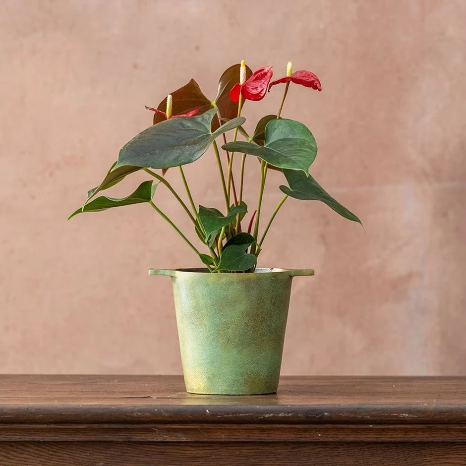 Anthurium Coral Champion ('Anthdotfan') (PBR) 3 Anthurium Coral Champion ('Anthdotfan') (PBR)