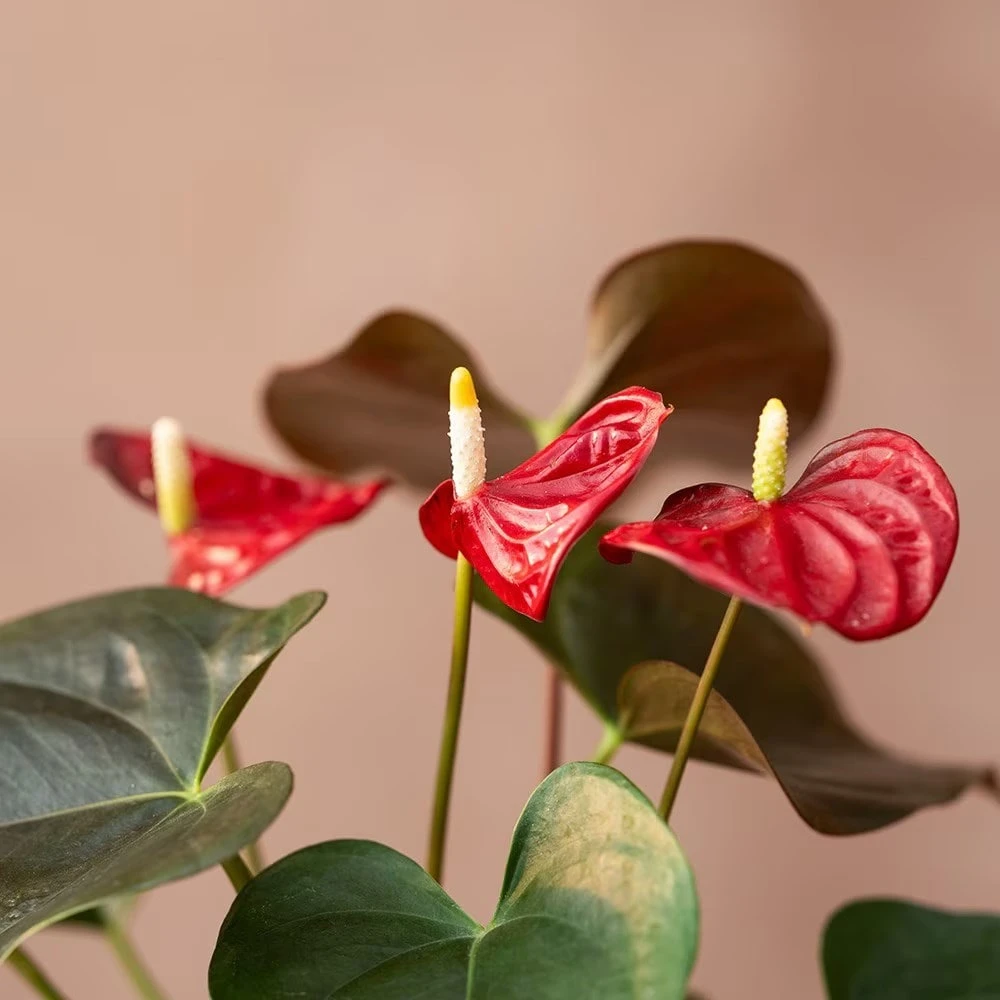 Anthurium Coral Champion ('Anthdotfan') (PBR) 4 Anthurium Coral Champion ('Anthdotfan') (PBR) - Image 2