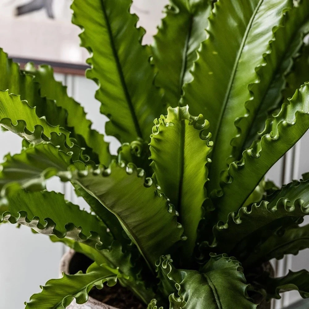 Asplenium Antiquum 'Osaka' 4 Asplenium Antiquum 'Osaka' - Image 2