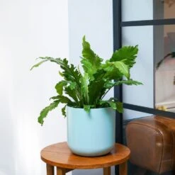 Asplenium Nidus 'Campio' (PBR) 7 Asplenium Nidus 'Campio' (PBR) -Feathered Garden pl2000034388 card3 lg