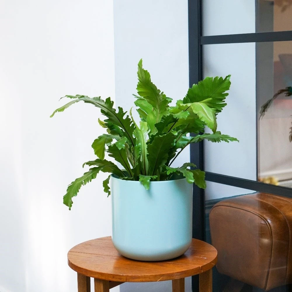 Asplenium Nidus 'Campio' (PBR) 5 Asplenium Nidus 'Campio' (PBR) - Image 3