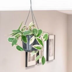 Hoya Carnosa 'Krimson Queen' -Feathered Garden pl2000034389 card3 lg