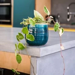 Hoya Carnosa 'Krimson Queen' -Feathered Garden pl2000034389 card4 lg