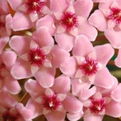 Hoya Carnosa 'Krimson Queen' -Feathered Garden pl2000034389 card5 lg