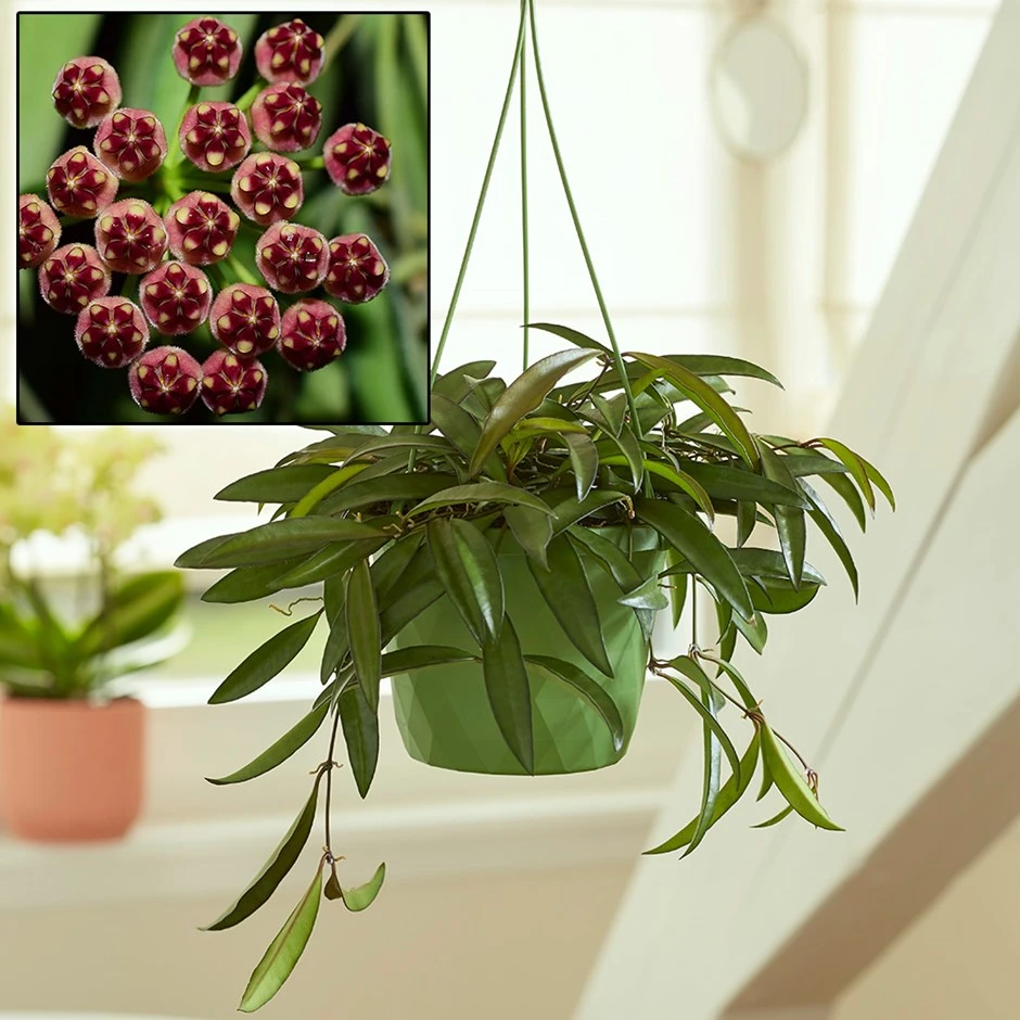 Hoya Wayetii 3 Hoya Wayetii