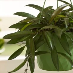 Hoya Wayetii 7 Hoya Wayetii -Feathered Garden pl2000034390 card2 lg