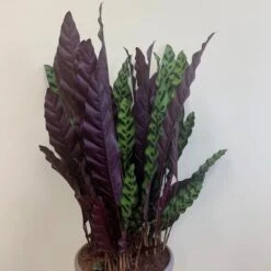 Goeppertia Lancifolia 8 Goeppertia Lancifolia -Feathered Garden pl2000034393 card2 lg