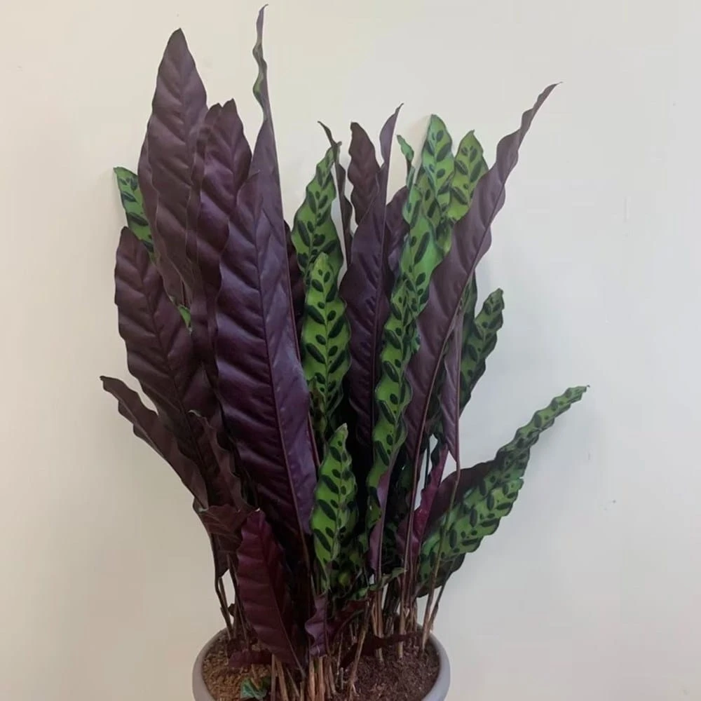 Goeppertia Lancifolia 4 Goeppertia Lancifolia - Image 2