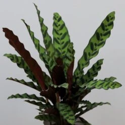 Goeppertia Lancifolia 9 Goeppertia Lancifolia -Feathered Garden pl2000034393 card3 lg