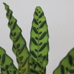 Goeppertia Lancifolia 10 Goeppertia Lancifolia -Feathered Garden pl2000034393 card4 lg