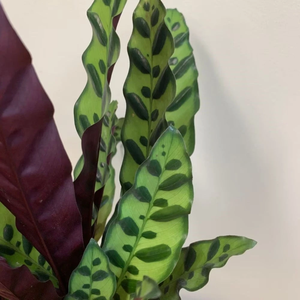 Goeppertia Lancifolia 7 Goeppertia Lancifolia - Image 5