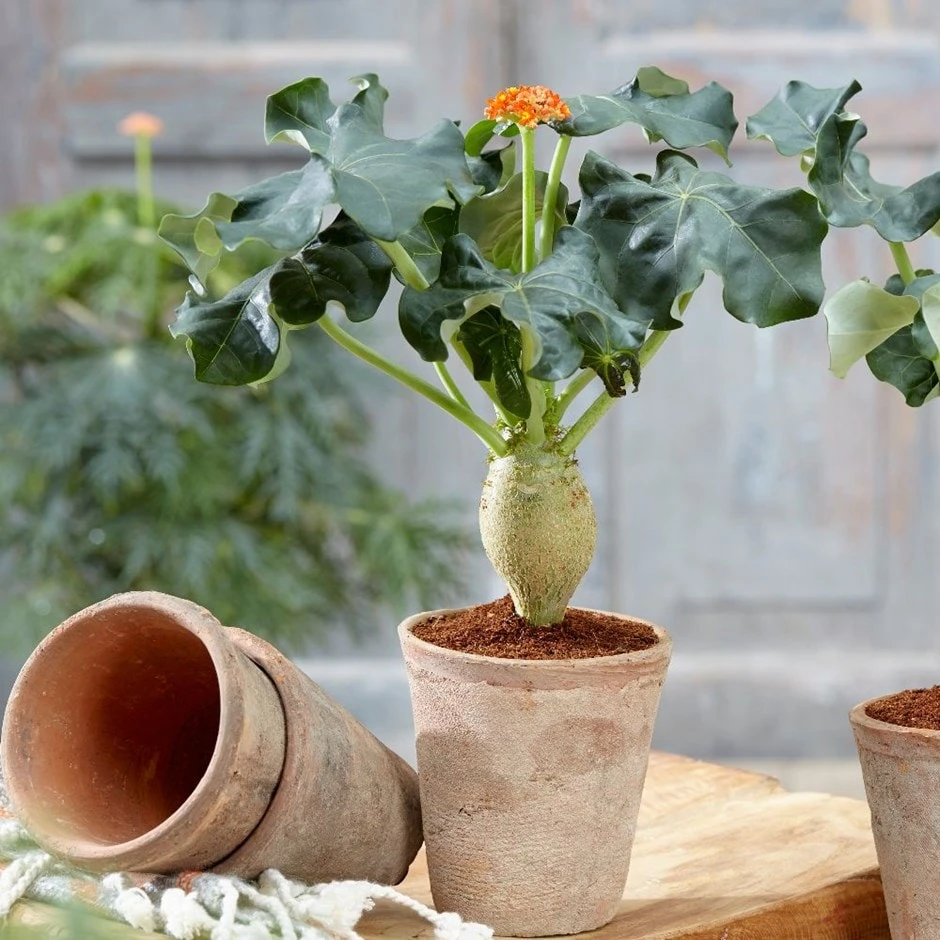 Jatropha Podagrica 3 Jatropha Podagrica