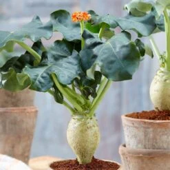 Jatropha Podagrica 9 Jatropha Podagrica -Feathered Garden pl2000034415 card2 lg