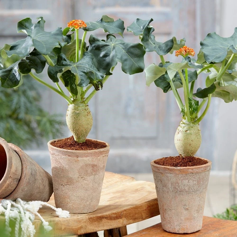 Jatropha Podagrica 5 Jatropha Podagrica - Image 3