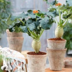 Jatropha Podagrica 11 Jatropha Podagrica -Feathered Garden pl2000034415 card4 lg