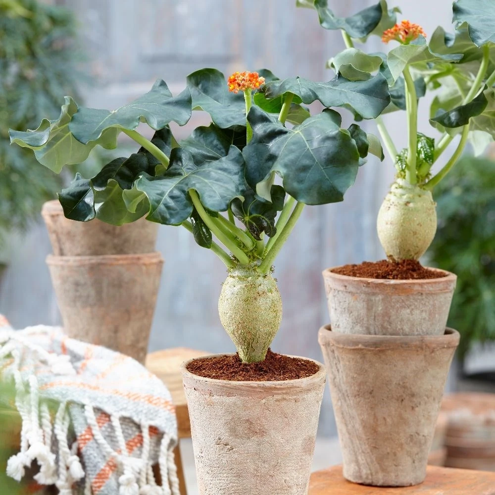 Jatropha Podagrica 6 Jatropha Podagrica - Image 4