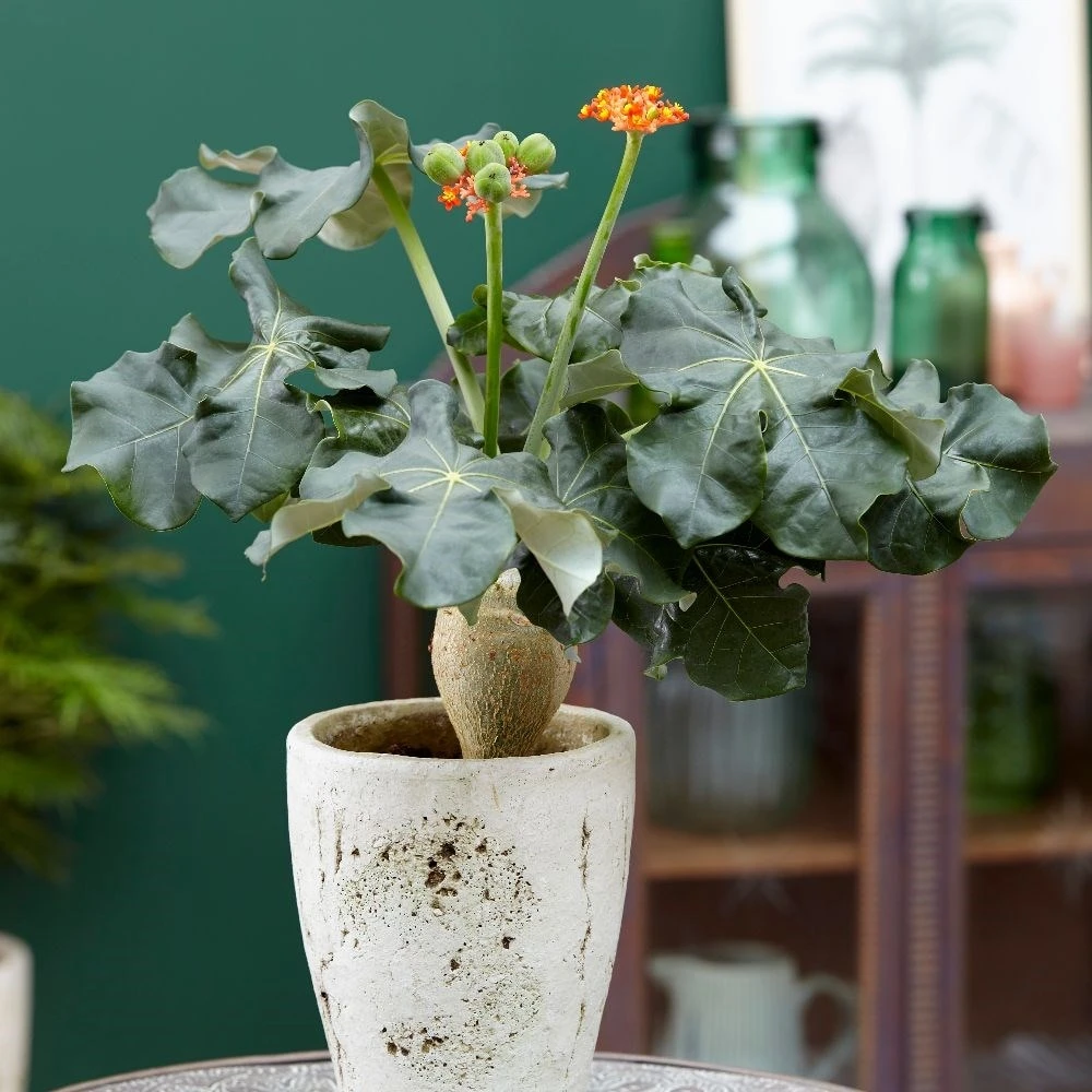 Jatropha Podagrica 7 Jatropha Podagrica - Image 5