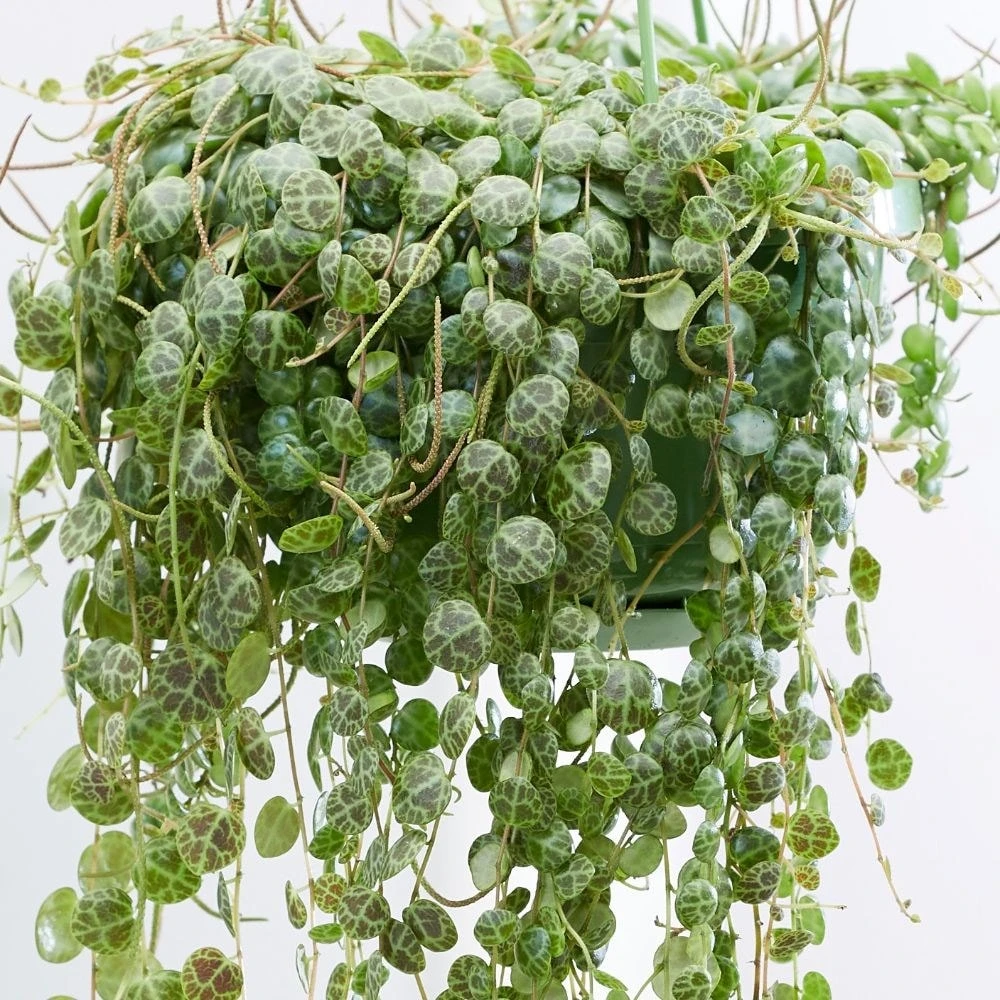 Peperomia Prostrata 4 Peperomia Prostrata - Image 2