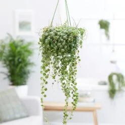 Peperomia Prostrata 7 Peperomia Prostrata -Feathered Garden pl2000034430 card3 lg