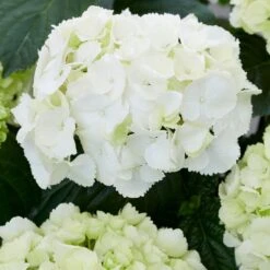 Hydrangea Macrophylla 'Schneeball' 6 Hydrangea Macrophylla 'Schneeball' -Feathered Garden pl2000034432 card2 lg