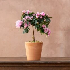 Azalea Simsii Standard Pink -Feathered Garden pl2000034435 card2 lg