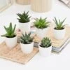 Aloe And Haworthia Succulent Collection 2 Aloe And Haworthia Succulent Collection -Feathered Garden pl2000034438