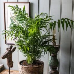 Chamaedorea Elegans 7 Chamaedorea Elegans -Feathered Garden pl2000034445 card3 lg