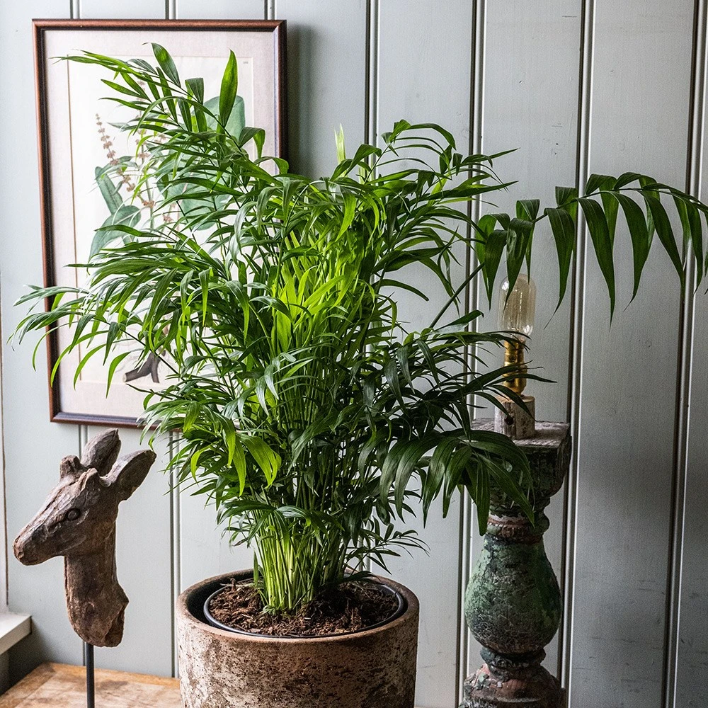 Chamaedorea Elegans 5 Chamaedorea Elegans - Image 3