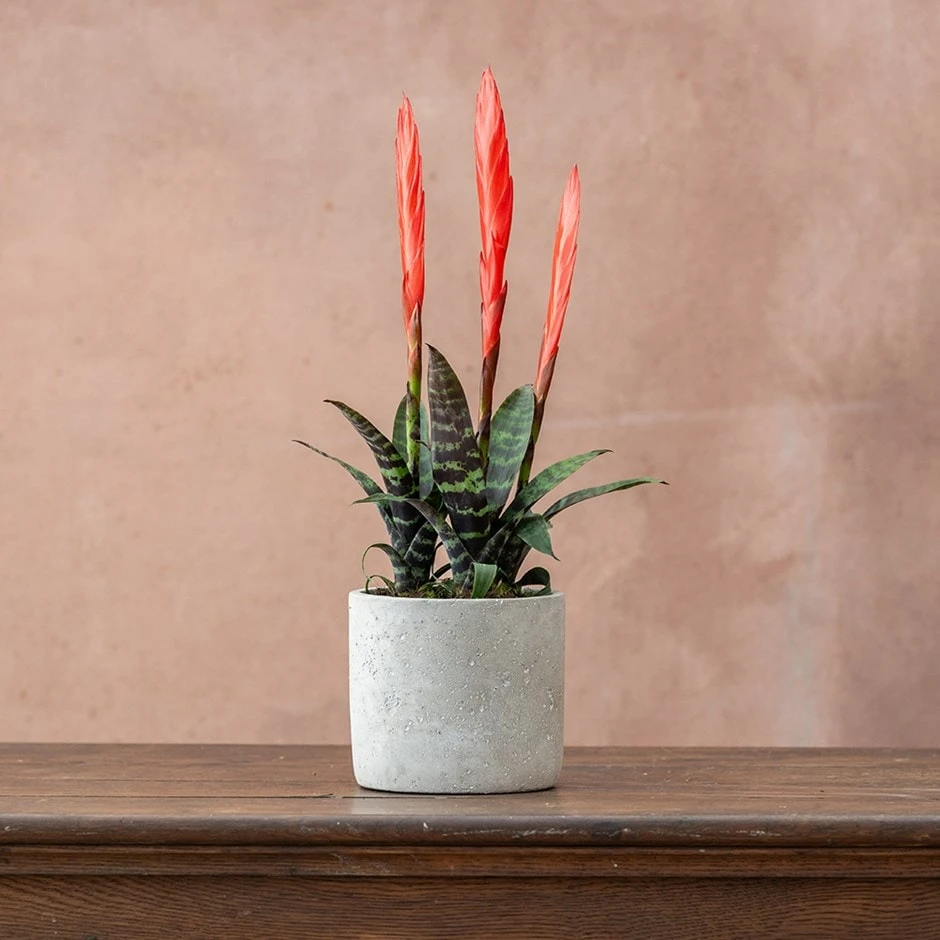 Vriesea 'Era' (PBR) 3 Vriesea 'Era' (PBR)