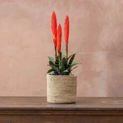 Vriesea 'Era' (PBR) 7 Vriesea 'Era' (PBR) -Feathered Garden pl2000034449 card3 lg