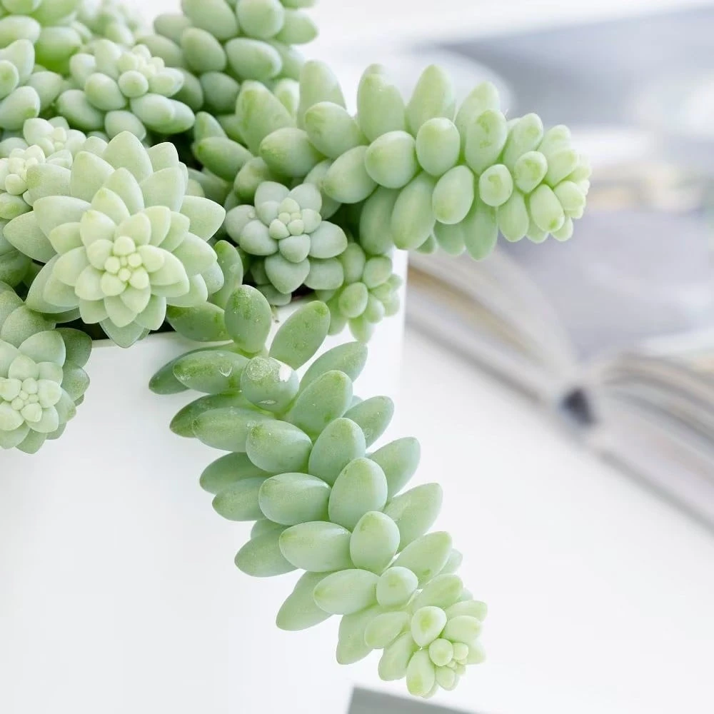 Sedum Morganianum 5 Sedum Morganianum - Image 3