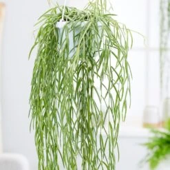 Hoya Linearis 7 Hoya Linearis -Feathered Garden pl2000034464 card2 lg