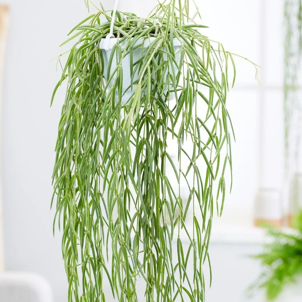 Hoya Linearis 4 Hoya Linearis - Image 2