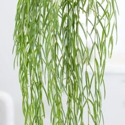 Hoya Linearis 9 Hoya Linearis -Feathered Garden pl2000034464 card4 lg