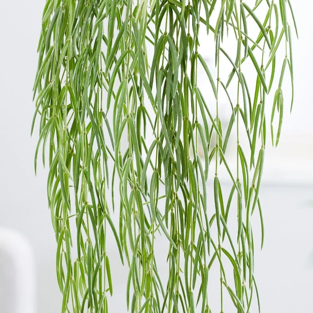 Hoya Linearis 6 Hoya Linearis - Image 4