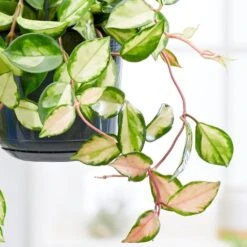 Hoya Carnosa 'Tricolor' 6 Hoya Carnosa 'Tricolor' -Feathered Garden pl2000034468 card2 lg