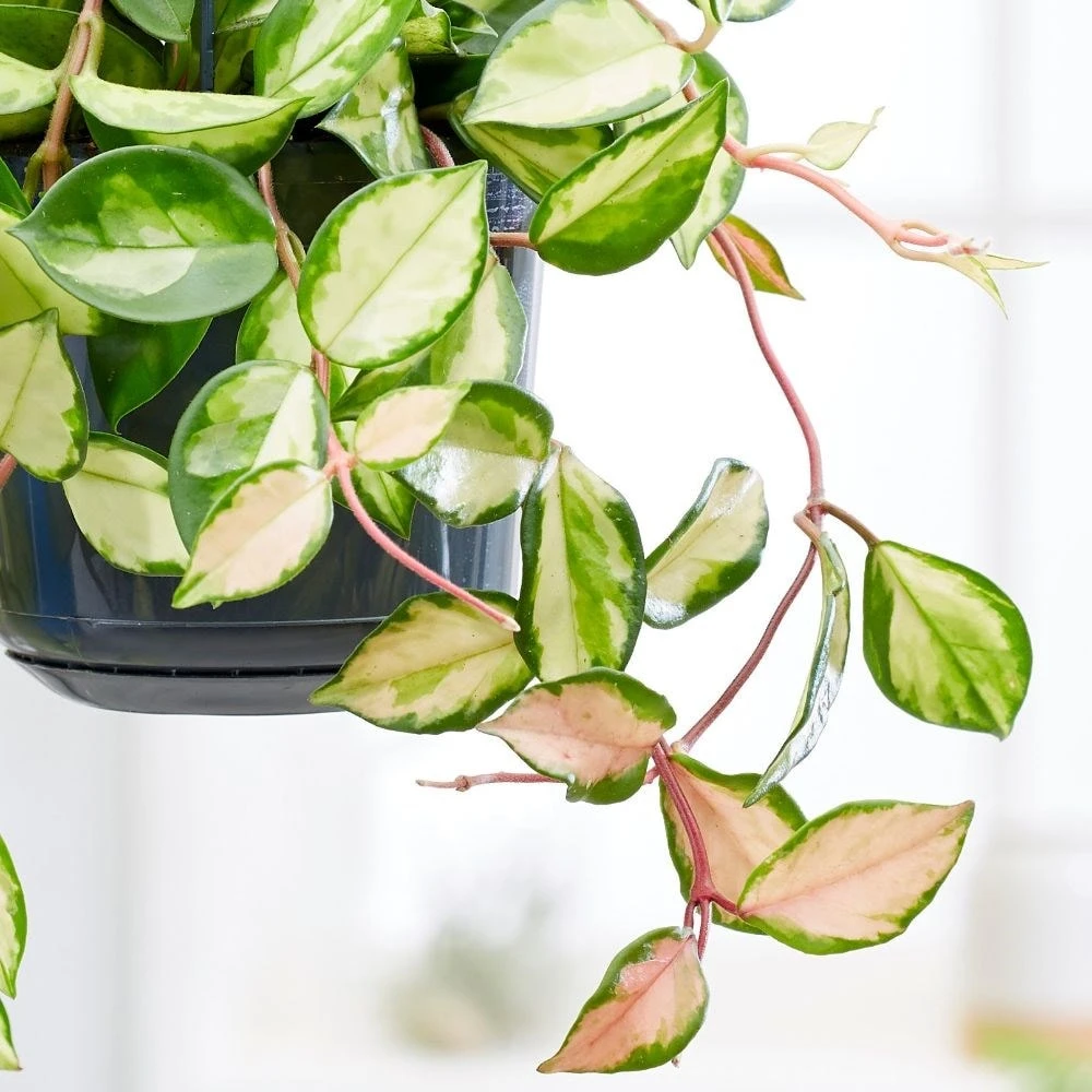 Hoya Carnosa 'Tricolor' 4 Hoya Carnosa 'Tricolor' - Image 2