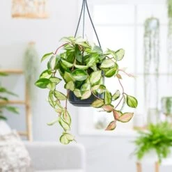 Hoya Carnosa 'Tricolor' 7 Hoya Carnosa 'Tricolor' -Feathered Garden pl2000034468 card3 lg