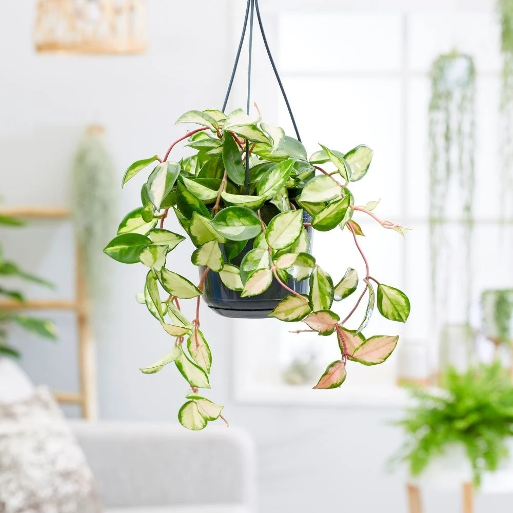 Hoya Carnosa 'Tricolor' 5 Hoya Carnosa 'Tricolor' - Image 3