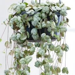 Ceropegia Linearis Subsp. Woodii -Feathered Garden pl2000034471 card4 lg