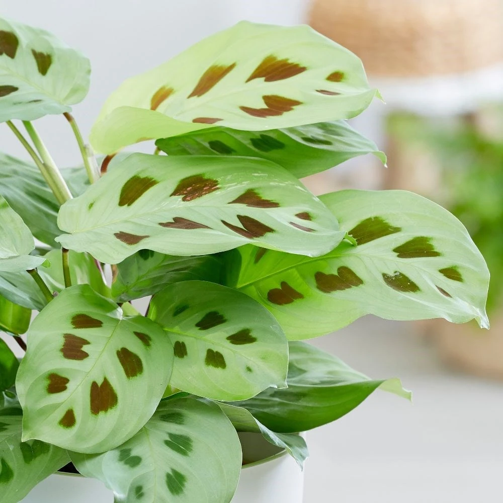 Maranta Leuconeura 5 Maranta Leuconeura - Image 3