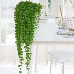 Dischidia Nummularia