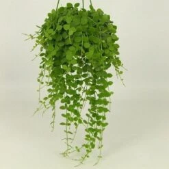 Dischidia Nummularia 6 Dischidia Nummularia -Feathered Garden pl2000034480 card2 lg